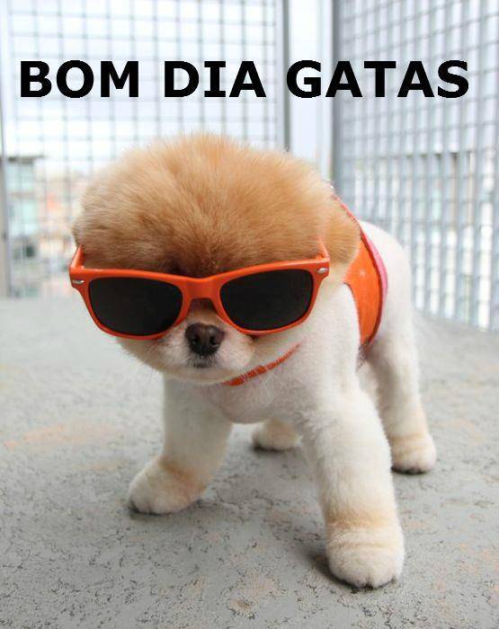 Bom Dia Gatas